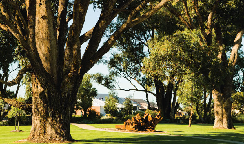 Established-Trees-1
